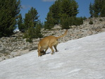 Image 176 in Bighorn Crags photo album.
