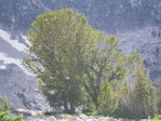 Image 231 in Bighorn Crags photo album.