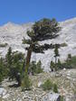 Image 251 in High Sierra Trail photo album.