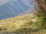 Image 14 in Mount Loening photo album.