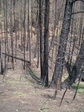 Image 31 in Mount Loening photo album.