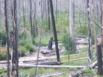 Image 41 in Pistol Creek to Soldier Creek photo album.