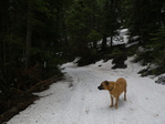 Image 2 in Bald Mountain (Owyhees) photo album.
