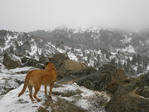 Image 12 in Bald Mountain (Owyhees) photo album.