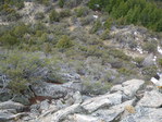 Image 32 in Bald Mountain (Owyhees) photo album.