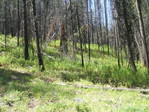 Image 263 in Pistol Creek to Soldier Creek photo album.