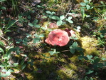 Image 308 in Pistol Creek to Soldier Creek photo album.