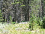 Image 338 in Pistol Creek to Soldier Creek photo album.